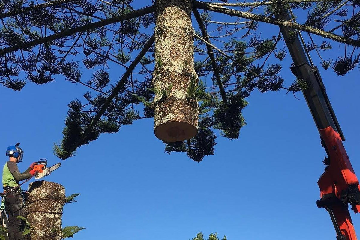Tree Focus arborist safely dismantling a large tree with a crane